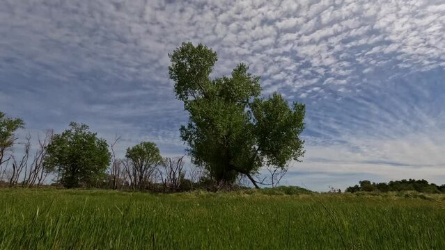 Time lapse of clouds over cottonwood tree