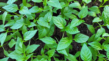 Young green seedlings plants growing in compost trays, before planting in the ground. 