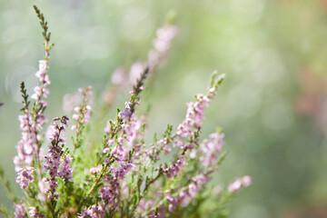 Lavender. Vibrant pink common heather ,Calluna vulgaris, blossoming outdoors. Amazing view with z beautiful bokeh and light in background.