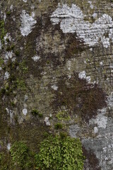 Vertical texture view of gray tree bark surface with green moss and lichen on it.