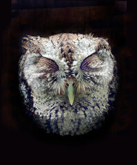 A Close-up Focus Stacked Image of a Screech Owl With It's Eyes Closed Isolated on Black
