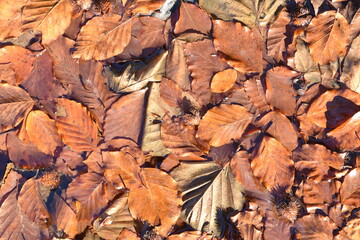 Fallen leaves on water. Floating autumn leafs.