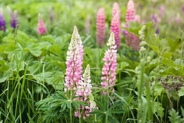 Blooming Lupin flowers. Pink lupine flower closeup. Wildflowers.