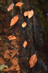 Fallen leaves on water. Floating autumn leafs.