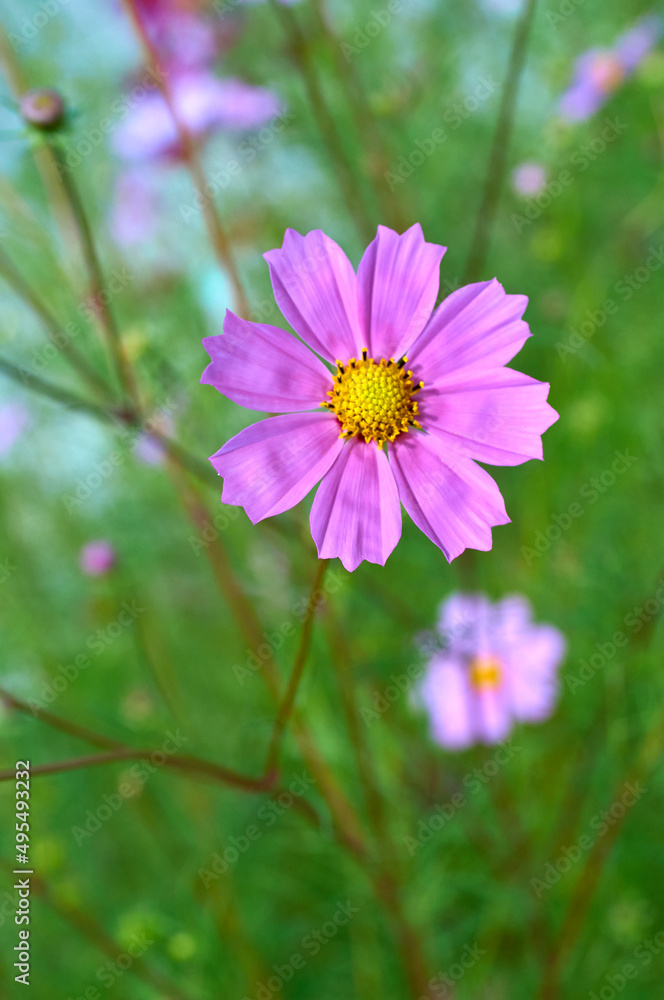 Wall mural cosmos decorative bright pink flower, garden beauty
