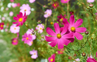 cosmos decorative bright pink flower, garden beauty