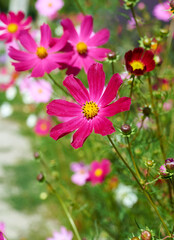 cosmos decorative bright pink flower, garden beauty