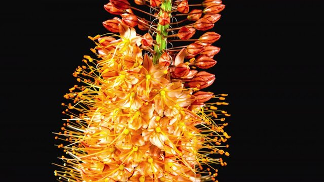 Orange Flower Eremurus Blooming in Time Lapse Isolated with Alpha Matte Channel. Foxtail Lily or Eremurus Stenophyllus Alpha Channel Isolated on Black Background