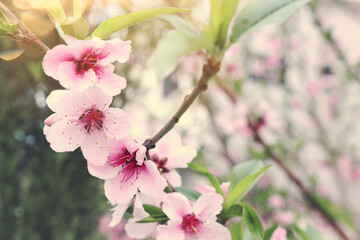 background of spring blossom tree. selective focus