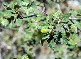 An acorn on a branch of an Oregon oak. Karadag nature reserve. Crimea