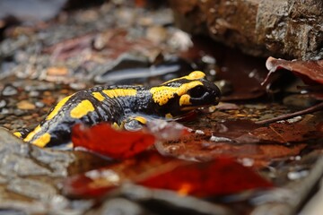 Obraz na płótnie Canvas Im Bach sitzender Feuersalamander (Salamandra salamandra)