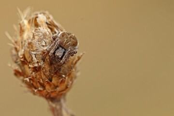 Körbchenspinne (Agalenatea redii)