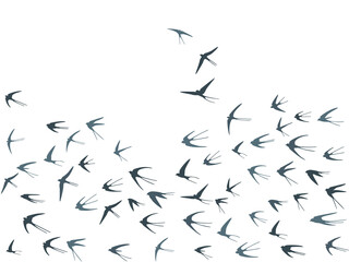 Flying swallow birds silhouettes vector illustration. Nomadic martlets flock isolated on white.