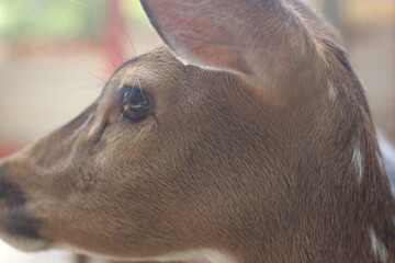 Closeup view of Visayan spotted deer, a nocturnal and endangered species of deer.