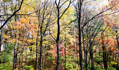Fall foliage in the autumn season