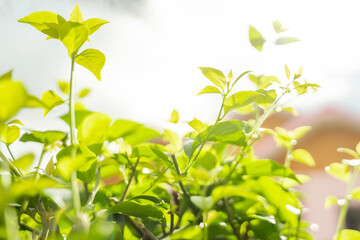 Beautiful green leaves with sunlight. Natural green background.
