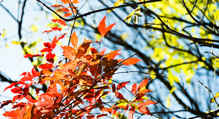 Red leaves in the autumn