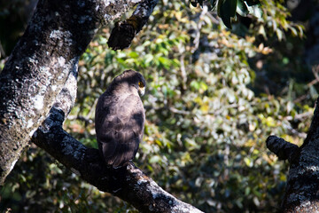 Crested serpent eagle sitting on a tree branch