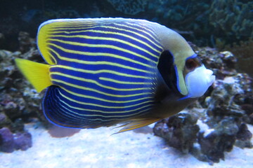 Emperor angelfish, Pomacanthus imperator, marine angelfish, tropical fish. Regal Angelfish. Marine...