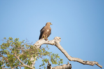 Black kite perched on a tree and eating a prey 
