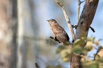 Common hawk-cuckoo bird perched on a tree