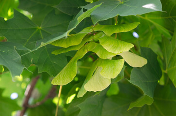 Maple samaras, Acer platanoide