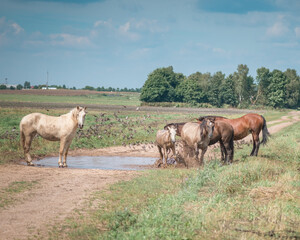 Horses graze in the field on a sunny summer day.