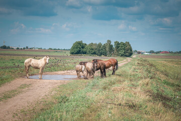 Horses graze in the field on a sunny summer day.