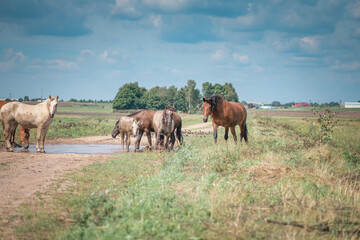 Obraz premium Horses graze in the field on a sunny summer day.