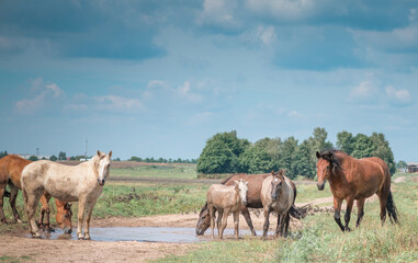 Horses graze in the field on a sunny summer day.