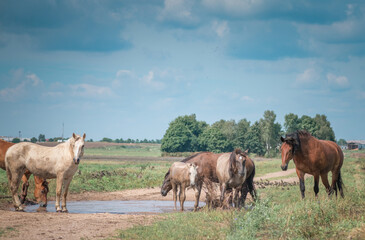 Horses graze in the field on a sunny summer day.