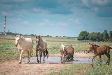 Naklejka na ściany i meble Horses graze in the field on a sunny summer day.
