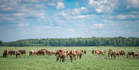 Naklejka na ściany i meble Horses graze in the field on a sunny summer day.