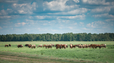 Fototapeta na wymiar Horses graze in the field on a sunny summer day.