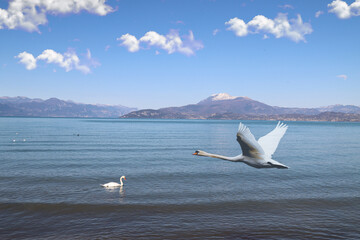 lake Garda, Verona, Italy, water, nature, birds, animals, white swan, flying swan, fly, clouds, calm, relaxation, vacation,