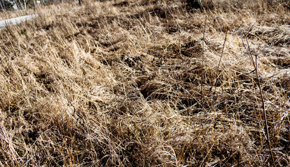 Fototapeta na wymiar Field of withered grass in the autumn