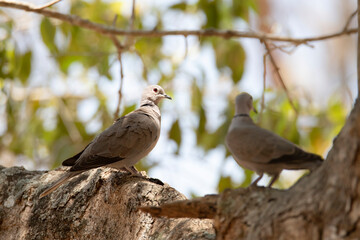 Eurasian collared dove pair perched on a tree branch