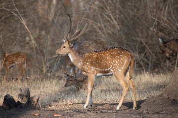Naklejka na ściany i meble spotted deer or chital or axis deer standing in a forest