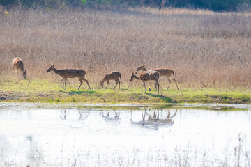 Spotted deer or Axis deer herd drinking water in forest