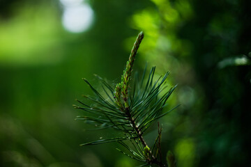 Spring young pine shoot. Selective focus. Blurred background.