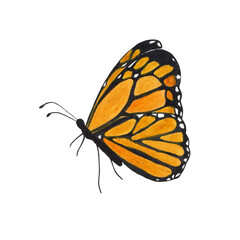 Watercolor colorful orange butterfly isolated on white background. Spring summer nature fauna insect illustration