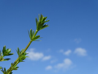 Grüner Zweig vor blauem Himmel und Wolken