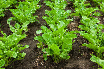 Sugar beet field. Sugar beet closeup at field