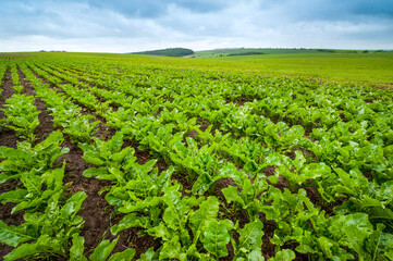 Fototapeta na wymiar sugar beet close up, rows of young beets, agricultural theme