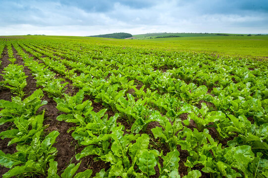 sugar beet close up, rows of young beets, agricultural theme