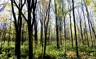 Trunks of trees on the scenic autumn forest