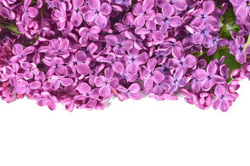 lilac flowers and empty space for your text