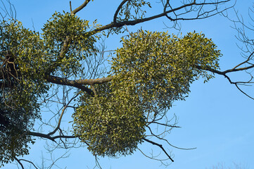 Branch of mistletoe with green leaves and white ripe berries on a tree.