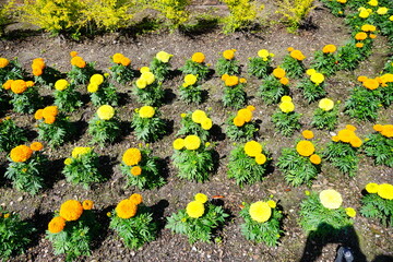 Tagetes Erecta Yellow Flower garden	

