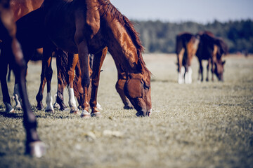 Horses grazing in the field. Rural landscape.
